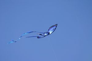 blue butterfly in flight