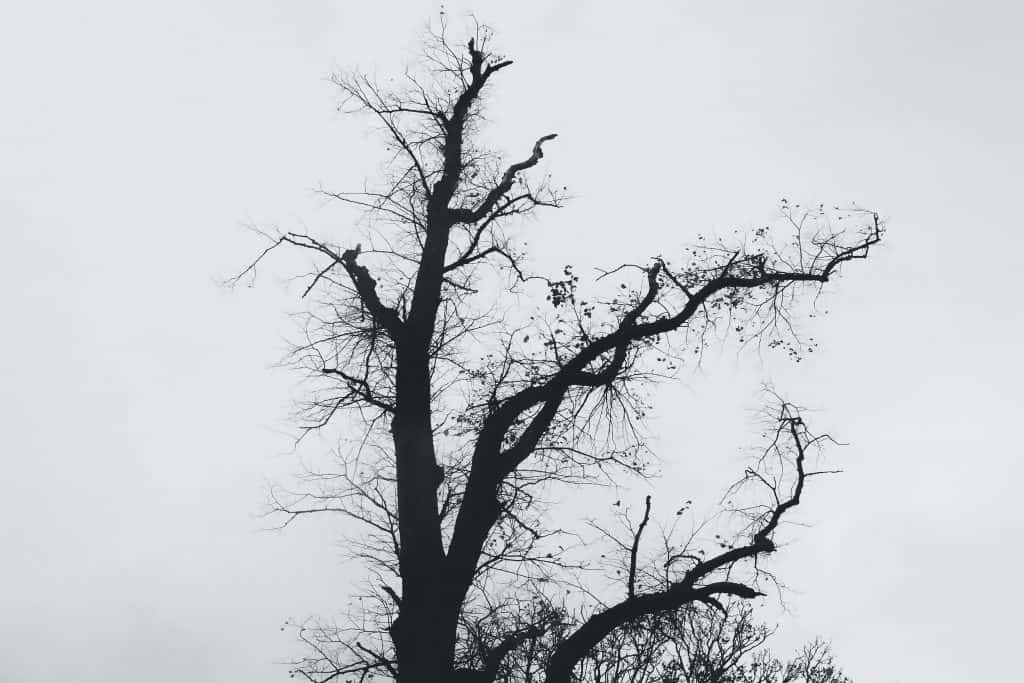 leafless tree under white sky